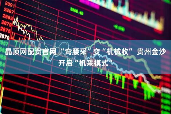 晶顶网配资官网 “弯腰采”变“机械收” 贵州金沙开启“机采模式”