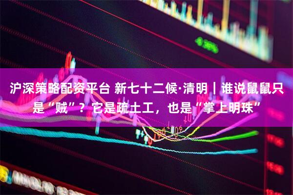 沪深策略配资平台 新七十二候·清明｜谁说鼠鼠只是“贼”？它是疏土工，也是“掌上明珠”